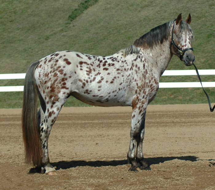 Specialty_Imperial Heritage Horse